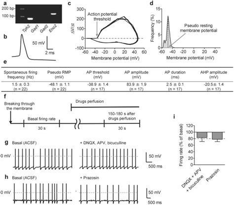 Chronic Antidepressant Potentiates Spontaneous Activity Of Dorsal Raphe