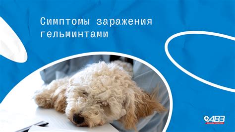 Гельминты у собак: виды, пути и симптомы заражения, меры профилактики ...