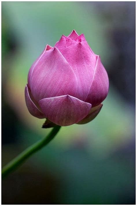 lotus bud | Lotus flower pictures, Beautiful flowers, Flowers