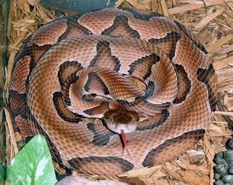 Venomous Copperhead Snake Bites Nj Man Patch Pm Manasquan Nj Patch