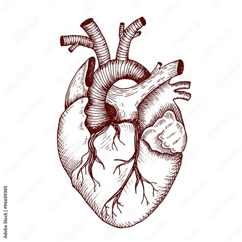 Anatomical Heart Vector Vintage Style Detailed Illustration Human Organ Vector De Stock