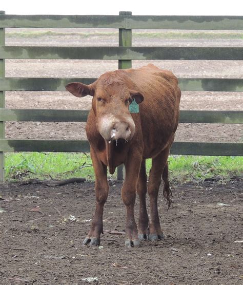 Wood Tongue In Cattle Zynishamarianna