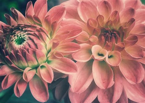 Dahlia Flower Blossom Pink Free Stock Photo Public Domain Pictures