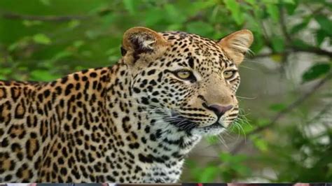 Leopard Spotted Near Srisailam In Andhra Pradesh