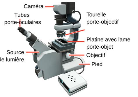 Les Bases Du Microscope Optique Labster