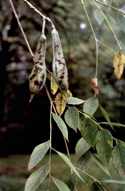 Kentucky coffeetree | Native, Shade-Loving, Ornamental | Britannica