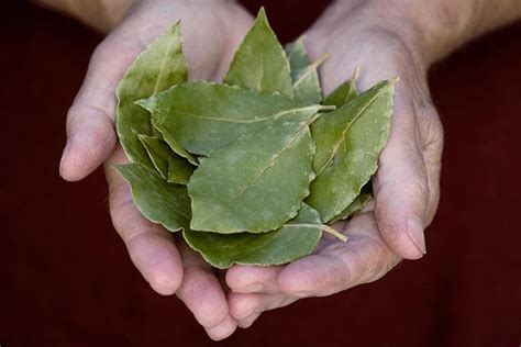 Por Qu Poner Hojas De Laurel En Los Zapatos Mi Trucos Caseros