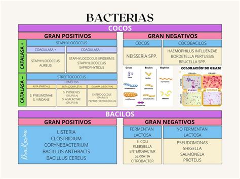 Bacterias Cocos Y Bacilos Karina Hernandez Udocz