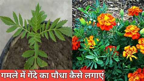 गेंदे का पौधा कैसे लगाएं How To Grow Marigold Plant गेंदे का पौधा गमले में कैसे लगाए Genda