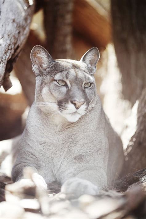 Cougar Sitting on Top of a Sandstone Boulder Looking Over it`s Shoulder ...