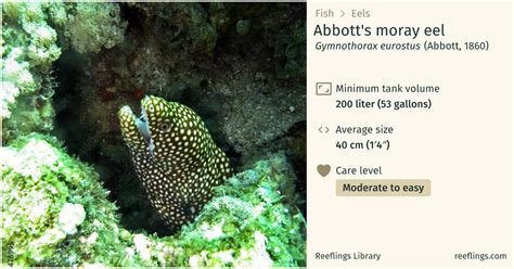 Abbotts Moray Eel · Gymnothorax Eurostus · Reeflings Library