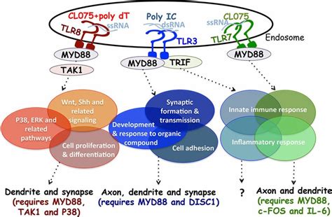 Of The Tlr3 Tlr7 And Tlr8 Pathways Regulating Neuronal Morphology