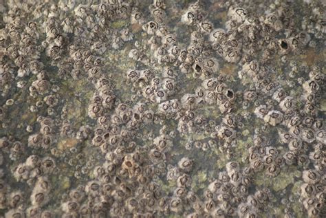 Acorn Barnacles British Wildlife Wiki Fandom Powered By Wikia