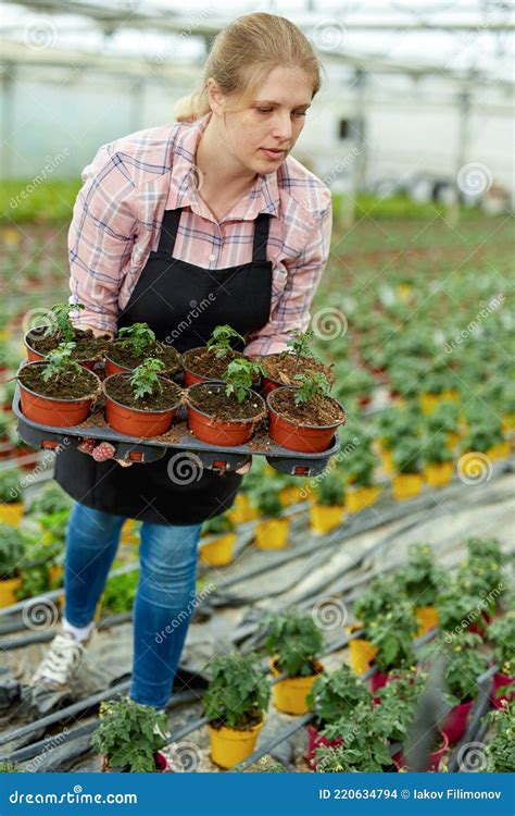 Jardineira De Mulheres Trabalhando Mudas De Tomate Na Estufa Foto