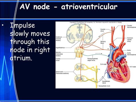 Ppt Physiology Of The Heart Notes Powerpoint Presentation Free Download Id5503725