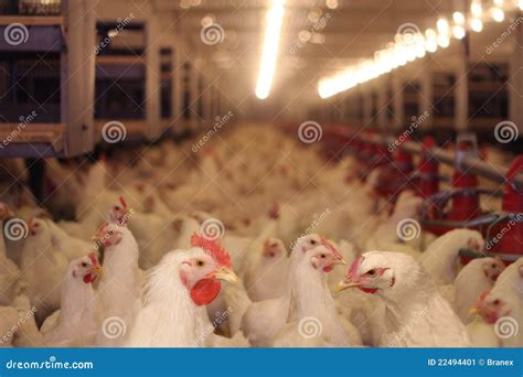 Chicken Farm Poultry Stock Image Image Of Flock Agriculture 22494401