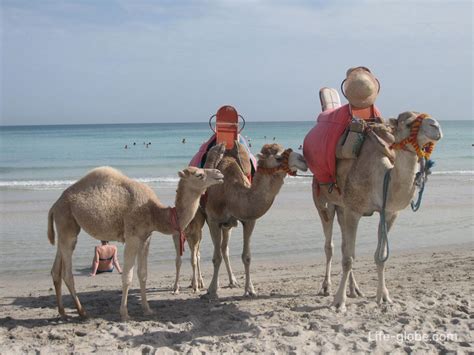 Holidays on the island of Djerba, Tunisia - everything you need to know!