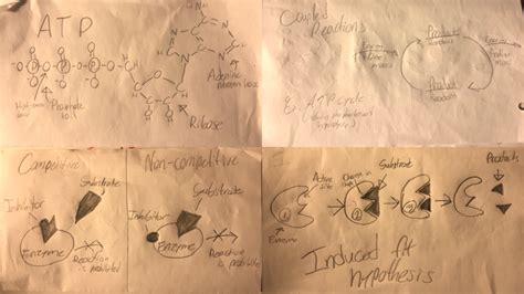 Ap Biology Chapter 6 Study Guide Metabolism Energy And Enzymes