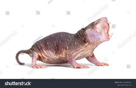 Naked Molerat Hairless Rat Heterocephalus Glaber Stock Photo 2215968317