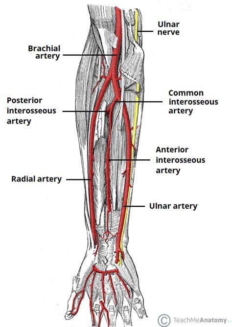 Diagram Of Veins And Arteries In Arm