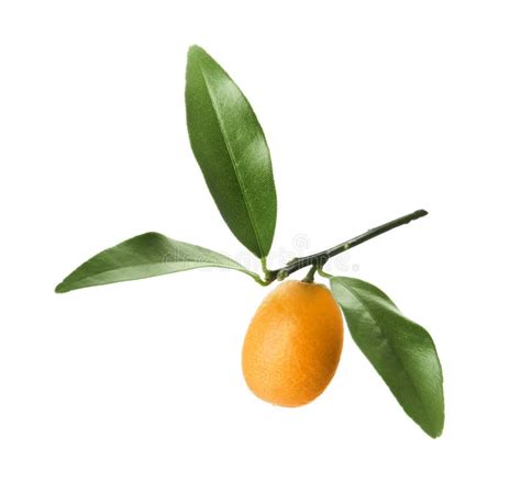 Kumquat Tree Branch With Ripe Fruit Isolated On White Stock Image