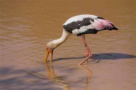 Painted Stork Feeding Photograph by David Hosking - Fine Art America