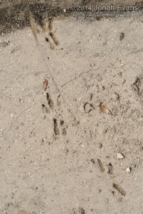 Mammal Tracks And Sign Naturetracking