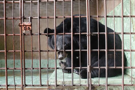 Exhausted Bears Saved From Bile Farms In Vietnam The Dodo