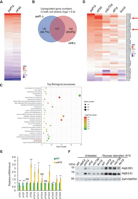 Paf1C Regulates ATG Gene Expression A Heat Map Of The Altered