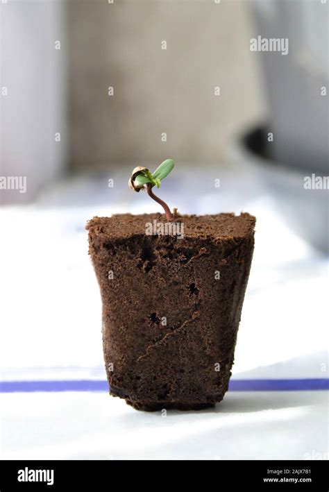 Nacimiento De Una Planta Fotograf As E Im Genes De Alta Resoluci N Alamy