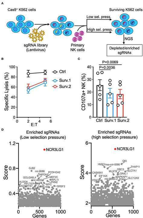 Frontiers Genome Wide Crispr Screen Reveals Cancer Cell Resistance To Nk Cells Induced By Nk