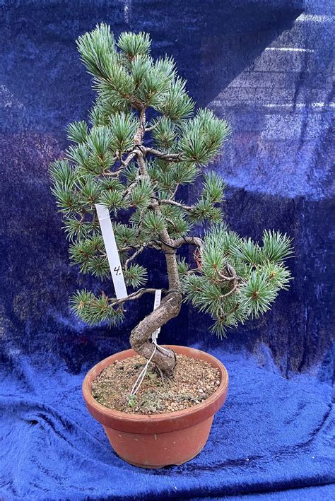 Bonsai Japanese White Pine New