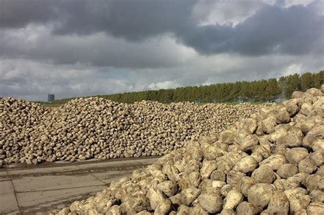 Suiker Unie Maakt Zich Op Voor Wisselende Bietenoogst Akkerbouwbedrijf Nl