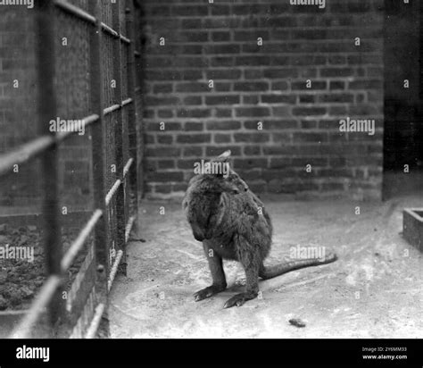 At The Zoo Wallaby Stock Photo Alamy