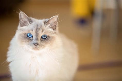 Sacré de Birmanie Origines caractère et alimentation Race de chat