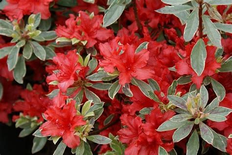 Рододендрон (Азалия) Хот Шот Вариегата / Rhododendron Variegata Hot ...