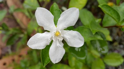 Idda Gardenia White Flower - Free photo on Pixabay - Pixabay