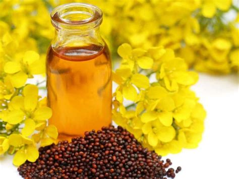 Mustard Oil Health Benefits Of Mustard Oil