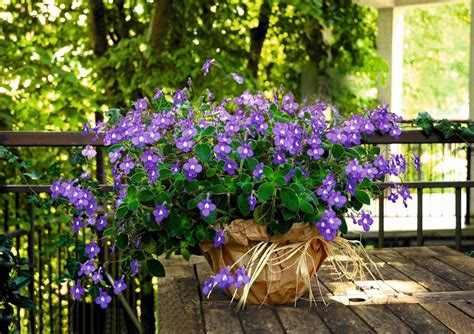 Kwiaty Na Zacieniony Balkon E Ogrody Balkony I Tarasy