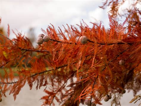 Bald Cypress Tree - Dallas, Texas - Treeland Nursery