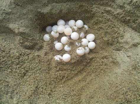 Snapping Turtle Eggs They Were In My Sand Pile Had To Relocate Them