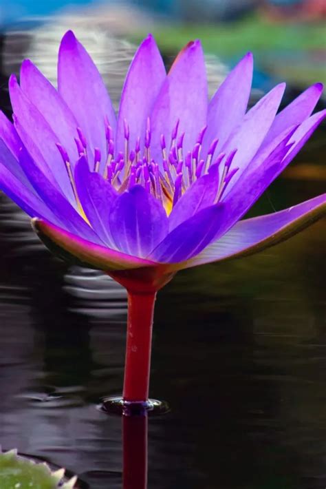 Lotus Flower Symbolism and Meaning of the Colors