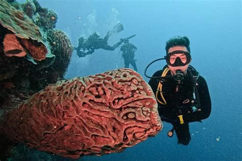 Menjelajahi Keindahan Taman Laut Olele Surga Tersembunyi Di Sulawesi