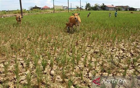 Joko Widodo Minta Kementerian Antisipasi Dampak El Nino Nasional