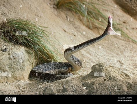 Rattlesnake Striking High Resolution Stock Photography and Images - Alamy