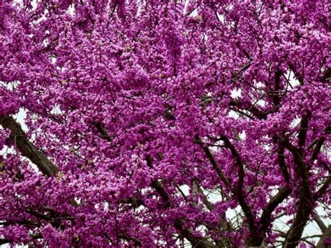 6 Stunning Purple Trees in Florida (not Just the Jacaranda)