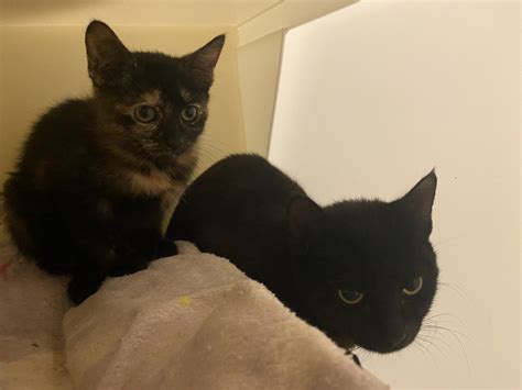 Young Cat And Her Kitten Abandoned In Pet Carrier Outside Rspca Centre