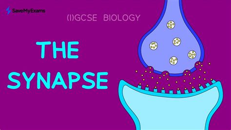 The Synapse In Minutes Gcse Igcse Biology Revision Youtube