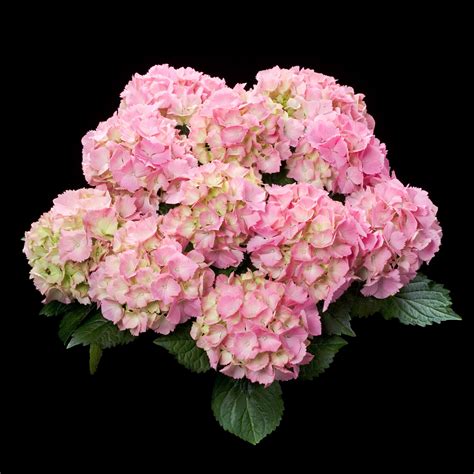 Hydrangea Tea Time Pink Sensation Pohlmans The Plant People Phone