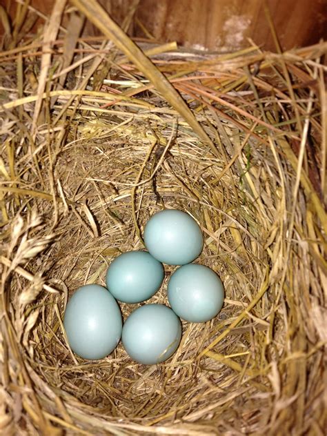 Eastern Bluebird Nest Bluebird Nest Blue Bird Eastern Bluebird